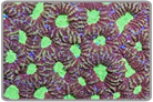 Close Maze Brain Coral